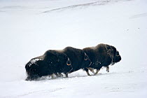 Three Muskox (Ovibos moschatus) running through snow, Banks Island, North West Territories, Canada