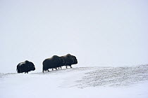 Three Muskox (Ovibos moschatus) running through snow, Banks Island, North West Territories, Canada