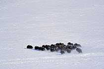 Herd of Muskox (Ovibos moschtus) running across thie snow, Banks Island, North West Territories, Canada