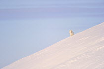 Arctic fox (Vulpes lagopus) in white phase, sitting on a snow slope, Banks Island, North West Territories, Canada