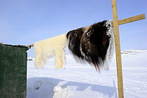 Polar bear (Ursus maritimus) and Muskox (Ovibos moschatus) skins, Banks Island, North West Territories, Canada, April 2010
