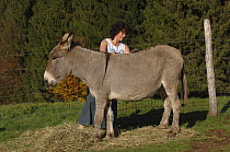 Woman brushing her female Cotentin breed of donkey (Equus asinus) France