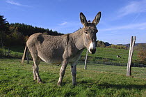 Female Cotentin domestic donkey (Equus asinus) in field, France