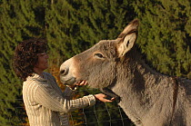 Woman brushing / grooming her domestic donkey, Cotentin breed (Equus asinus) France