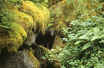 Black bear (Ursus americanus) in Boreal forest, Alaska, USA