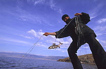 Fisherman catching a fish with a net, Baikal lake, Siberia, Russia, June 2000