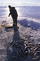 Fisherman collecting fish with a net from ice hole on frozen Baikal lake in winter, Siberia, Russia, March 2001