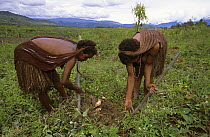 Dani women working in a field, Baliem valley, West Papua, former Irian-Jaya, Indonesia, August 2002 (West Papua).