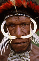 Head portrait of Dani man with head-dress and nose adornment made of bone, Baliem valley, West Papua, former Irian-Jaya, Indonesia, August 2002