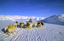 Dog pulling sled on Giant kangia fjord, Disko Bay, Greenland, July 2002