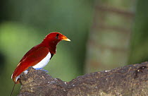 Male King bird of paradise (Cicinnurus regius) in the rainforest canopy. Western Papua, Indonesia