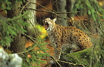 Portrait of female Lynx (Lynx lynx) yawning captive, Bayerisherwald National park, Germany