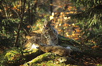 Female Lynx (Lynx lynx) with three 5-month cubs captive, Bayerischerwald National park, Germany
