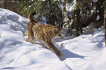 Female lynx (Lynx lynx) walking in deep snow, winter, captive, Bayerisherwald park, Germany