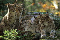 Portrait of Lynx (Lynx lynx) female with three 5-mont cubs, captive, Bayerischerwald park, Germany