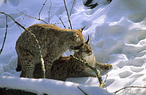 Pair of Lynx (Lynx lynx) mating in the snow, captive, Bayerisherwald park, Germany