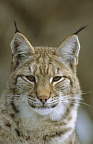 Head portrait of a young female lynx (Lynx lynx) captive, Bayerisherwald park, Germany