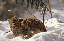 Female lynx (Lynx lynx) grooming her cub in the snow, captive, Bayerischerwald Park, Germany