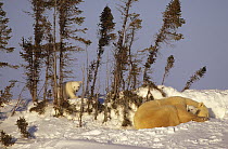 Female Polar bear (Ursus maritimus) resting with her two cubs (three months old) in Wapusk National Park Churchill, Manitoba, Canada