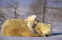 Female Polar bear (Ursus maritimus) resting with her two cubs (three months) climbing on her back in Wapusk National Park Churchill, Manitoba, Canada