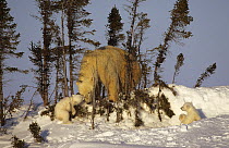 Female Polar bear (Ursus maritimus) leaving the den with her three cubs (three months) in Wapusk National Park. Churchill, Manitoba, Canada