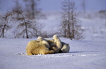 Female Polar bear (Ursus maritimus) resting with two cubs (three months old) in Wapusk National Park Churchill, Manitoba, Canada