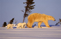 Female Polar bear (Ursus maritimus) walking with three cubs (three months) in Wapusk National Park Churchill, Manitoba, Canada