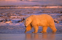 Polar bear (Ursus maritimus) walking on ice, at sunset, Wapusk National Park Churchill, Manitoba, Canada