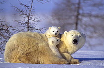 Female Polar bear (Ursus maritimus) resting with two cubs (three months old) sitting on her back, Wapusk National Park Churchill, Manitoba, Canada