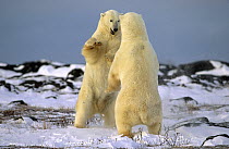 Two Polar bears (Ursus maritimus) standing upright, fighting, Churchill, Manitoba, Canada