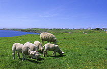 Ewes and lambs (Ovis aries) grazing on Ouessant Island, Ile Bretonne, Bretagne, France