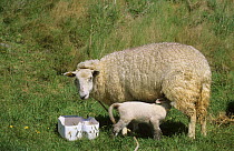 Sheep suckling lamb (Ovis aries) Ouessant island, Bretagne, France