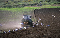 Tractor ploughing field, with flock of gulls following,  Ouessant Island, Bretagne, France