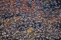Large flock of Snow geese (Anser / Chen caerulescens) in flight, Cap Tourmente, Quebec, Canada