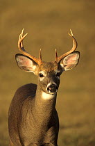 Head portrait of male White tailed deer (Odocoileus virginianus) Anticosti island, Quebec, Canada
