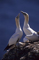 Pair of Northern gannets (Morus bassanus) displaying, Bonaventure island Quebec, Canada