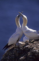 Pair of Northern gannets (Morus bassanus) displaying, Bonaventure island Quebec Canada