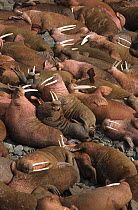 Colony of Pacific walruses (Odobenus rosmarus) Round island, Alaska, North America