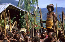 Yali men in traditional dress, wearing penis gourds and ratan girdles during celebration. West Papua, former Irian-Jaya, Indonesia, August 2002 (West Papua).
