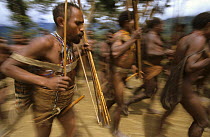 Yali men in traditional dress, dancing and celebrating. West Papua, former Irian-Jaya, Indonesia, August 2002 (West Papua).