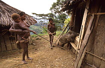 Yali woman carrying child, and herding pig,  Uldam village. West Papua, former Irian-Jaya, Indonesia, August 2002 (West Papua).