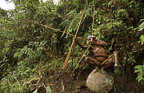 Yali hunter in traditional dress crouched on boulder with arrow drawn, and taking aim. He wears a nose adornment made of wild pig's bones,  rooster feather head-dress, and penis gourd. West Papua, for...