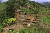 View of Yali village of Uldam, with thatched huts, West Papua, former Irian-Jaya, Indonesia., August 2002 (West Papua).