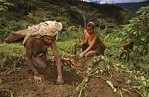 Yali women at field-work, harvesting root vegetables. West Papua, former Irian-Jaya, Indonesia, August 2002 (West Papua).