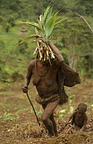 Yali woman carrying vegetables returning to her village from working in fields, with child. West Papua, former Irian-Jaya, Indonesia, August 2002 (West Papua).