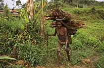 Yali woman coming back from working in fields carrying firewood on her back. West Papua, former Irian-Jaya, Indonesia, August 2002 (West Papua).
