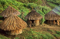 Yali traditional thatched houses, Uldam village, West Papua, former Irian-Jaya, Indonesia, August 2002 (West Papua).