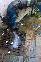 Cascade of rain water from downpipe during downpour. Dramatic effect of climate change. Denbigh, North Wales, UK. July 2009.