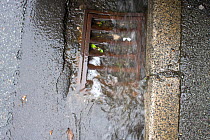 Drain hole flooding during heavy rain, exacerbated by official council complacency towards flood problems. Example of extreme weather climate change. Denbigh North Wales, UK. July 2009.