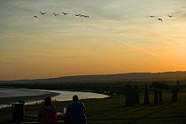 Recreation on Severn side walk. Flock of Canada geese in flight. Gloucestershire, England, UK. September 2009